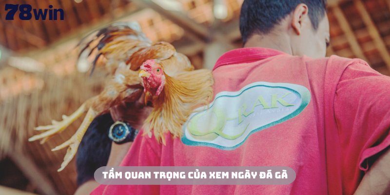 Xem ngày đá gà là một kỹ năng vô cùng cần thiết
